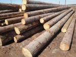 Ялина Діловий кругляк | М’яка деревина | Кругляк | TRANS-WOOD