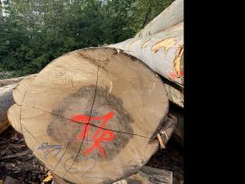 Бук Фанерний кряж |  Тверда деревина | Кругляк | SF WOOD, s. r. o.