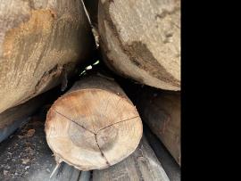 Бук Фанерний кряж |  Тверда деревина | Кругляк | SF WOOD, s. r. o.