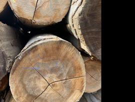Бук Фанерний кряж |  Тверда деревина | Кругляк | SF WOOD, s. r. o.