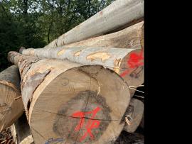 Бук Фанерний кряж |  Тверда деревина | Кругляк | SF WOOD, s. r. o.