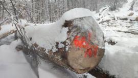 Явір Діловий кругляк |  Тверда деревина | Кругляк | Gazdovské lesy-Vyšná Rybnica poz. spol.