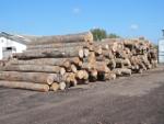 Бук   |  Тверда деревина | Кругляк | LKW-Brennholz