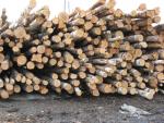 Смерек Технічна сировина |  М’яка деревина | Кругляк | Закупка ООО