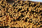 Сосна Технічна сировина |  М’яка деревина | Кругляк | Limited Liability Company 
