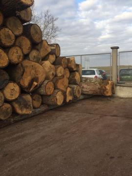 Дуб Фанерний кряж |  Тверда деревина | Кругляк | D&C SNEGL