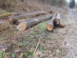 Дуб Діловий кругляк |  Тверда деревина | Кругляк | Bartoš Gašpar - Biofire