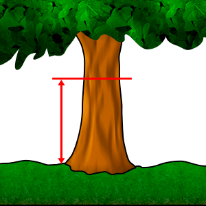 Вимірювання - Діаметр на висоті грудей #1