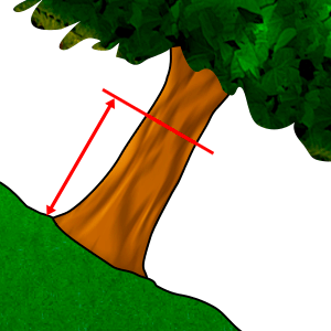 Вимірювання - Діаметр на висоті грудей #2